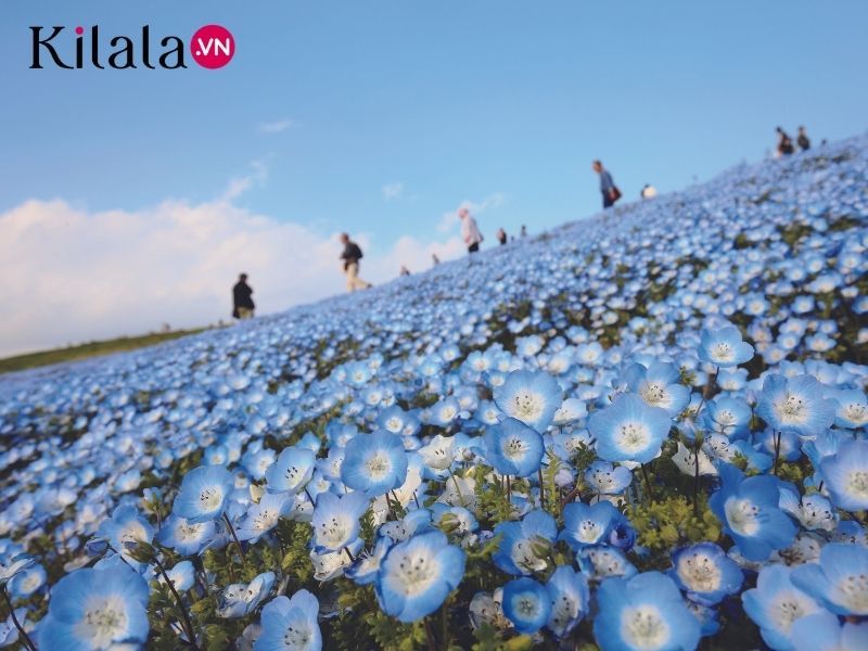 hoa nemophila hoa nemophila