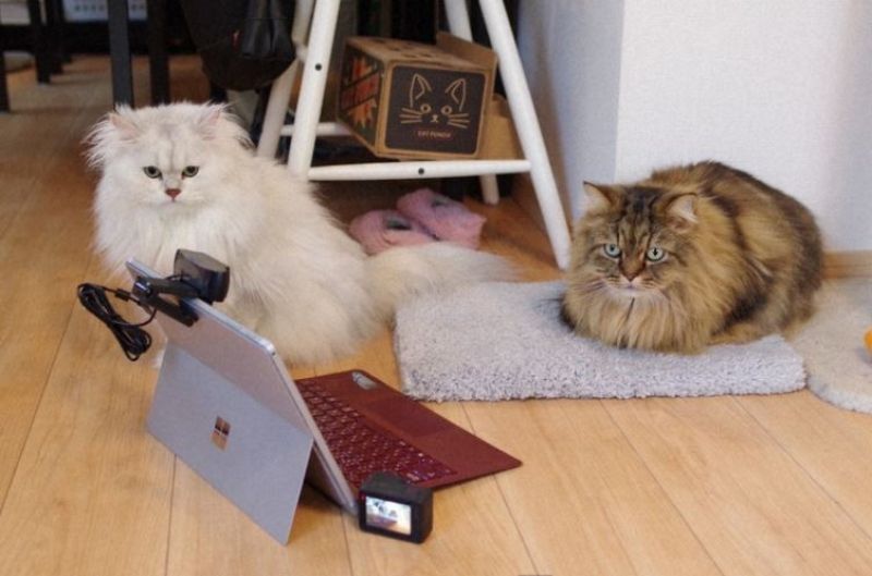 nghiên cứu về mèo