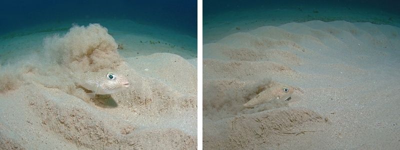 cá nóc đào tổ cá nóc đào tổ