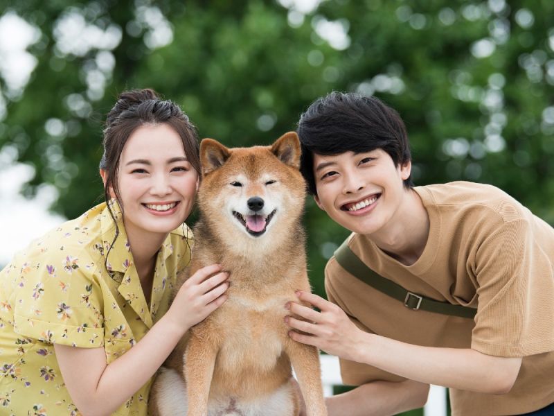 shiba đón khách ở sân bay tỉnh Shimane shiba đón khách ở sân bay tỉnh Shimane
